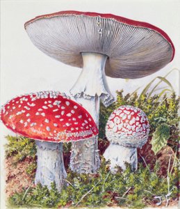 菌の研究 作： Josef Fleischmann